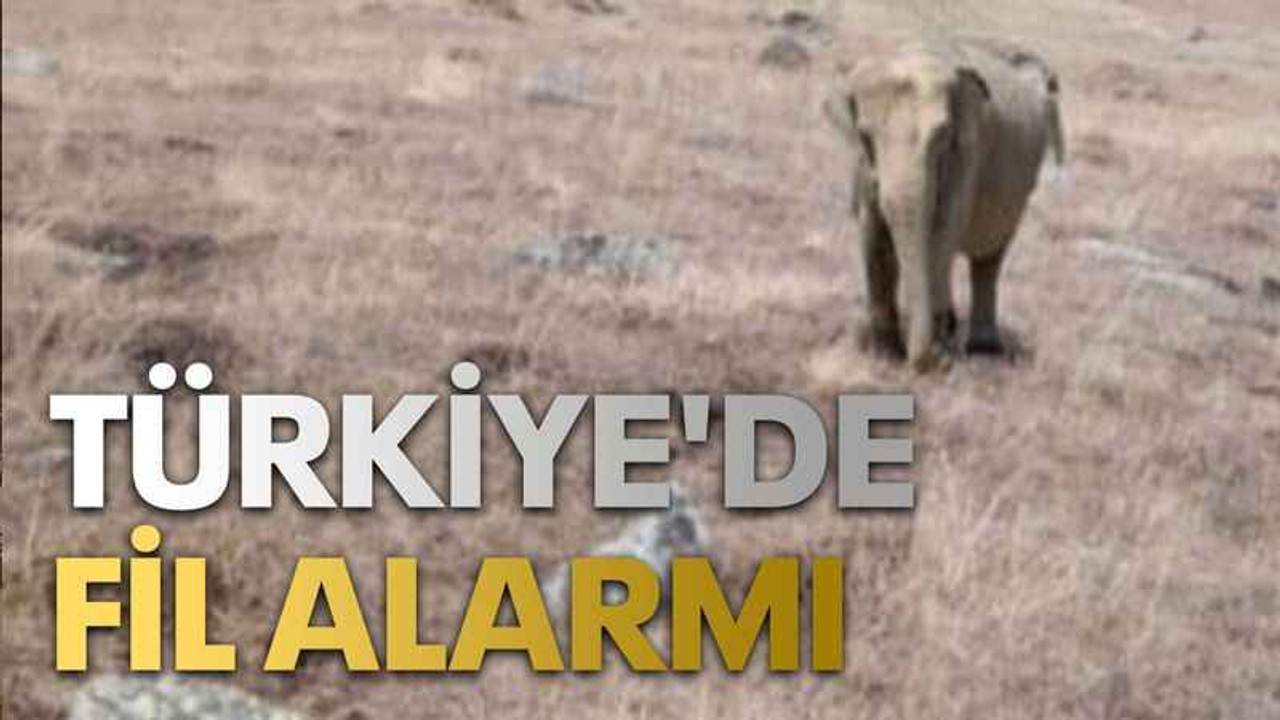 Türkiye'de fil alarmı